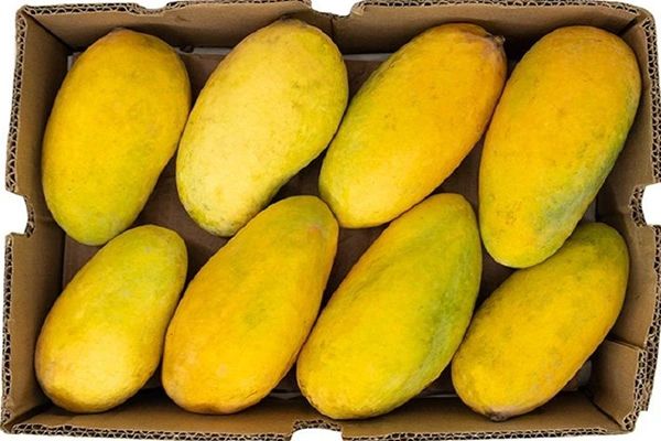 Pakistani Mango (Sindhri) Large Box