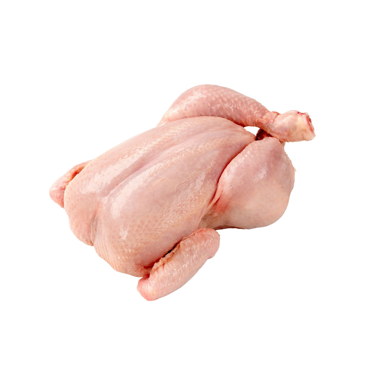 Baby Chicken